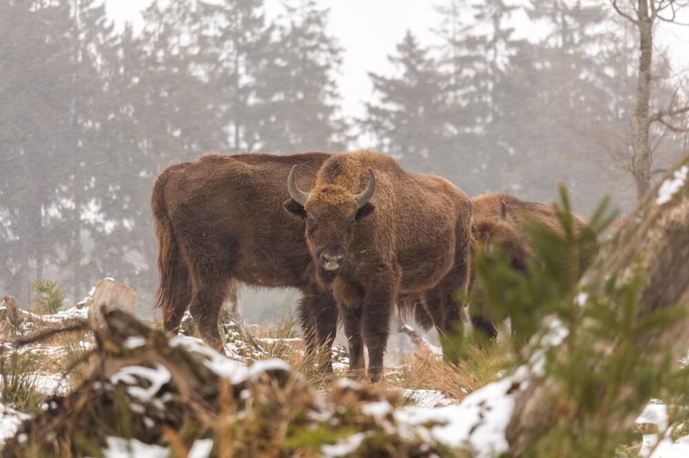 Wisent-Wildnis Rothaarsteig